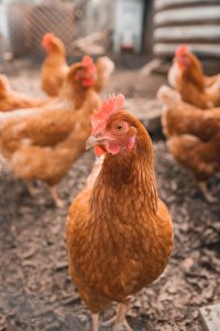 Kontrol suhu dan kelembababan kandang ayam
